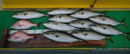 火遠理丸(ほおりまる) 釣果