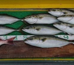 火遠理丸(ほおりまる) 釣果