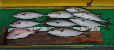 火遠理丸(ほおりまる) 釣果