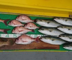 火遠理丸(ほおりまる) 釣果