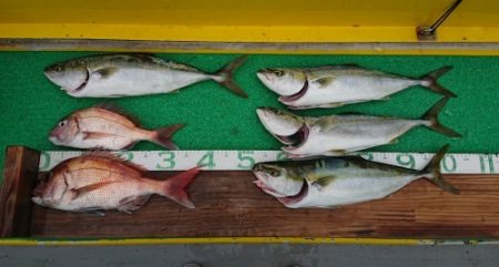 火遠理丸(ほおりまる) 釣果