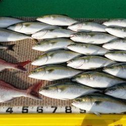 火遠理丸(ほおりまる) 釣果