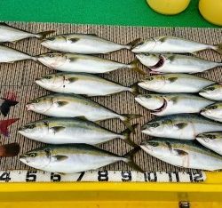 火遠理丸(ほおりまる) 釣果