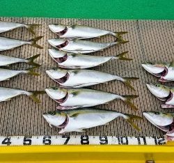 火遠理丸(ほおりまる) 釣果