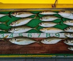 火遠理丸(ほおりまる) 釣果