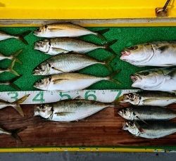 火遠理丸(ほおりまる) 釣果