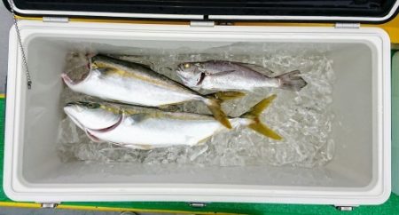 火遠理丸(ほおりまる) 釣果