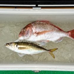 火遠理丸(ほおりまる) 釣果