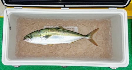 火遠理丸(ほおりまる) 釣果