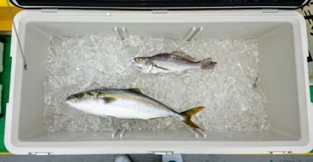 火遠理丸(ほおりまる) 釣果