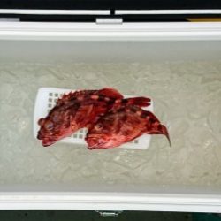 火遠理丸(ほおりまる) 釣果