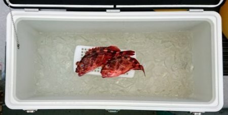 火遠理丸(ほおりまる) 釣果