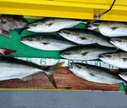 火遠理丸(ほおりまる) 釣果