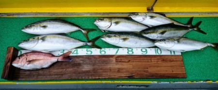 火遠理丸(ほおりまる) 釣果