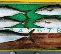 火遠理丸(ほおりまる) 釣果