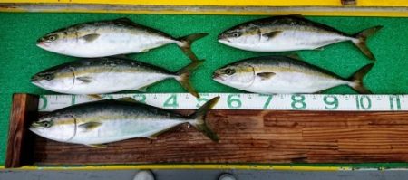 火遠理丸(ほおりまる) 釣果