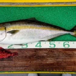 火遠理丸(ほおりまる) 釣果