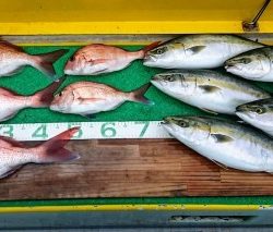 火遠理丸(ほおりまる) 釣果