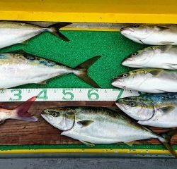 火遠理丸(ほおりまる) 釣果