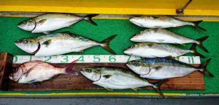 火遠理丸(ほおりまる) 釣果