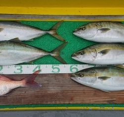 火遠理丸(ほおりまる) 釣果