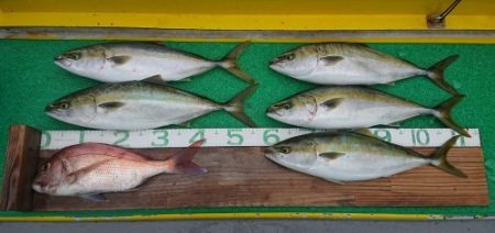 火遠理丸(ほおりまる) 釣果