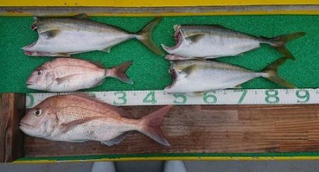 火遠理丸(ほおりまる) 釣果