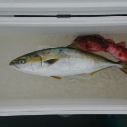 火遠理丸(ほおりまる) 釣果