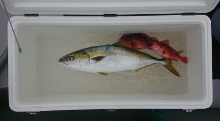 火遠理丸(ほおりまる) 釣果