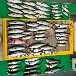 火遠理丸（ほおりまる） 釣果