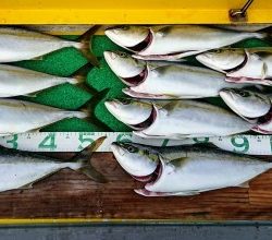 火遠理丸(ほおりまる) 釣果