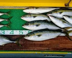 火遠理丸(ほおりまる) 釣果