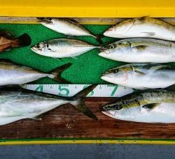 火遠理丸(ほおりまる) 釣果