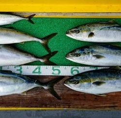 火遠理丸(ほおりまる) 釣果