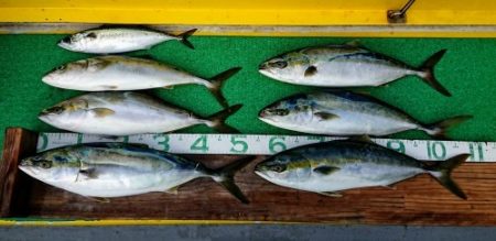 火遠理丸(ほおりまる) 釣果