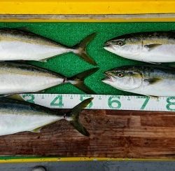 火遠理丸(ほおりまる) 釣果