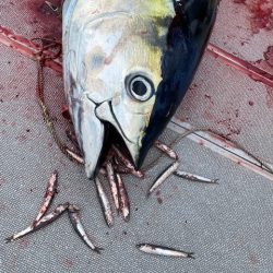 へいみつ丸 釣果