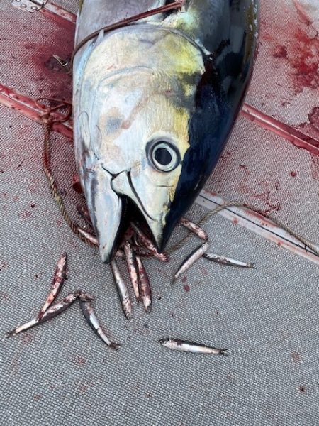 へいみつ丸 釣果