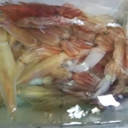 松福丸 釣果