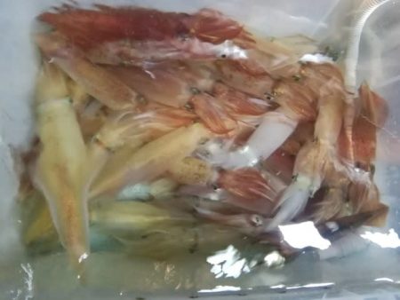 松福丸 釣果
