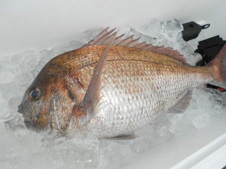 こうゆう丸 釣果