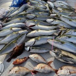 ミタチ丸 釣果