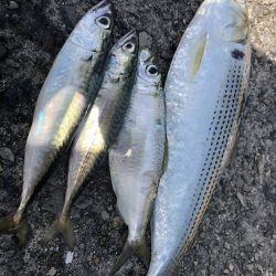 未知のライトゲームレポート【サンライン×ジャングルジム　インプレッション】