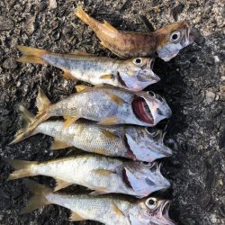 北へ南へライトゲームレポート【サンライン×ジャングルジム　インプレッション】