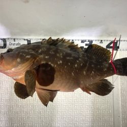 Magic(マジック) 釣果