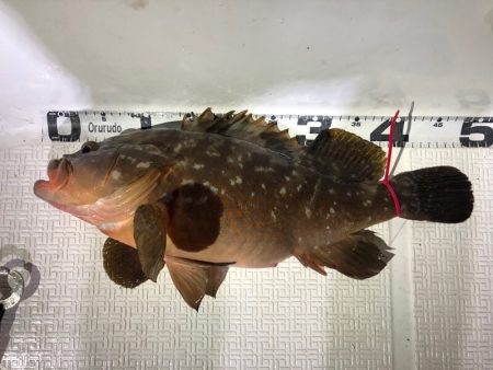 Magic(マジック) 釣果