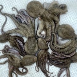 TOPGUN名古屋 釣果