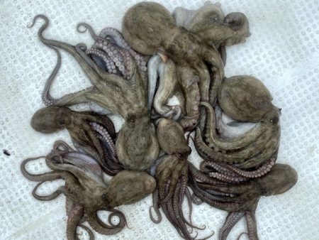 TOPGUN名古屋 釣果