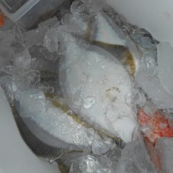 こうゆう丸 釣果