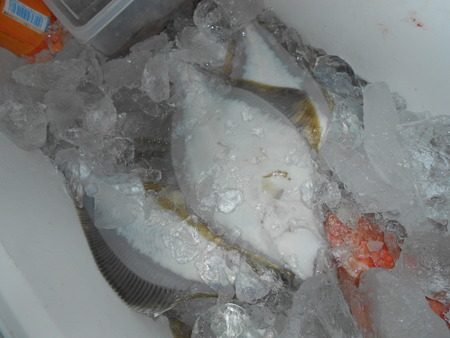 こうゆう丸 釣果